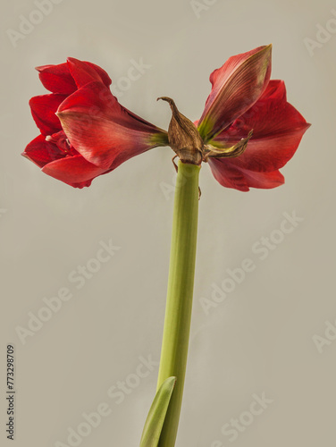 Bud dark red Hippeastrum (amaryllis) "Velvet  Nymph"
