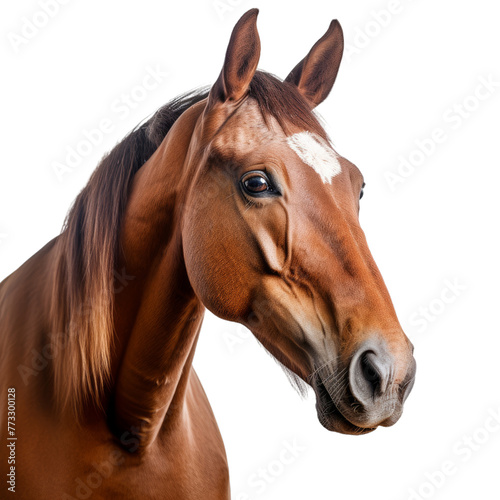 A portrait of a brown horse isolated on a transparent background