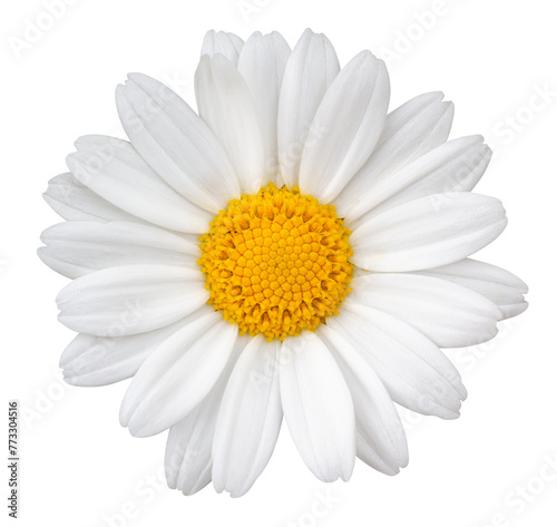 Lovely white Daisy (Marguerite) isolated on white background, including clipping path. © Olaf Simon