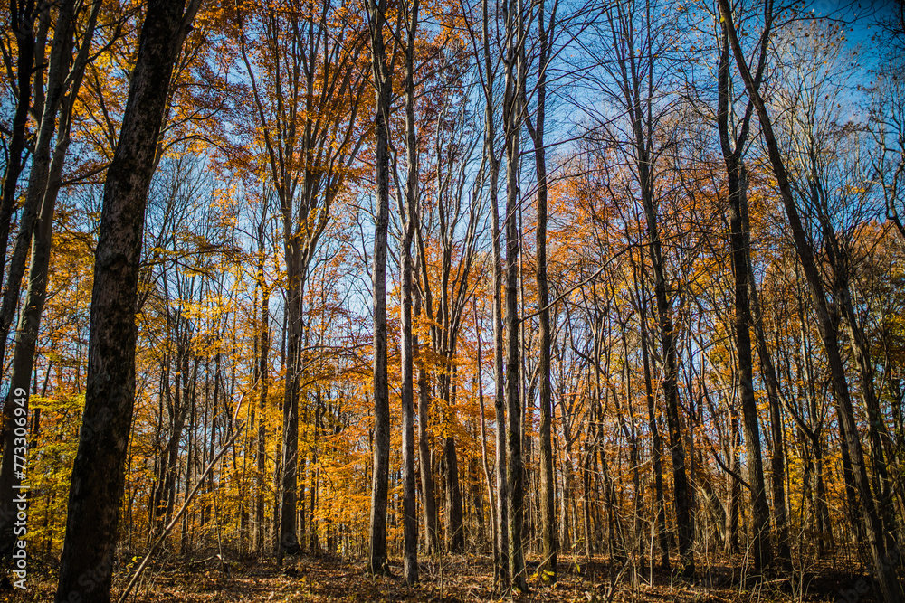 Fototapeta premium Those gold leaves