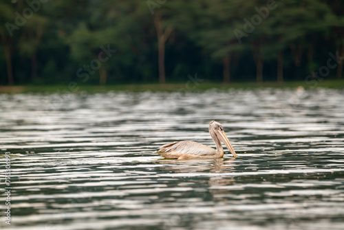 great gray pelican. short in lake Elementaita Nakuru Kenya