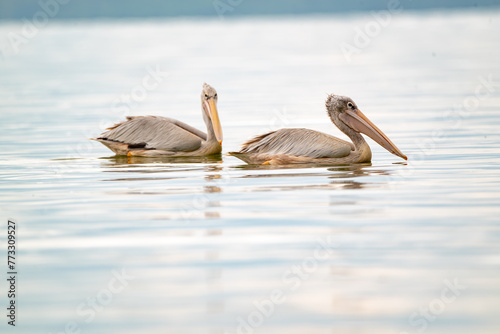 great gray pelican. short in lake Elementaita Nakuru Kenya photo