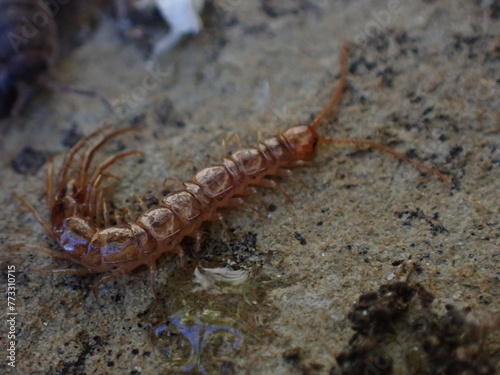 A Stone Centipede (Lithobius) photo