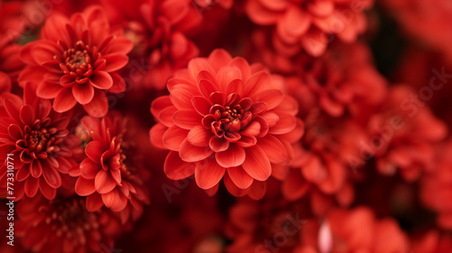 Zbliżenie na czerwony kwiat z gatunku 