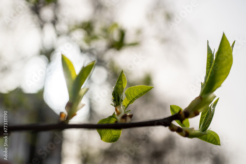 Closeup of a twig with green leaves on a woody plant