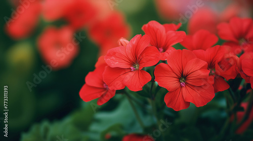 Zbliżenie na kwiaty czerwonej pelargonii