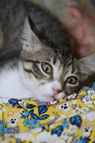 Domestic cat on a bed