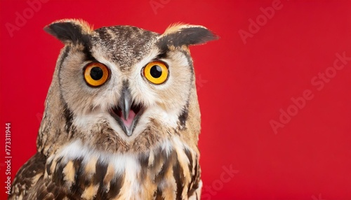 owl  isolated on red background with copy space