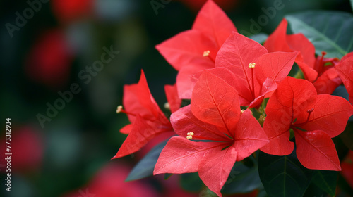 Zbliżenie na czerwony kwiat rośliny z gatunku Bougainvillea