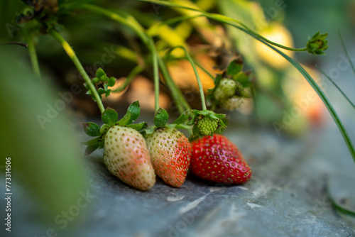 Organic strawberries thrive  nurtured by nature   s touch. Witness the harmonious blend of traditional farming and modern sustainability  yielding the sweetest fruits of labor