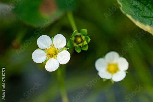 Strawberry flowers blooming on the farm, a delicate dance of nature signaling the start of a fruitful season. Each petal unfolds, promising sweet berries kissed by the sun