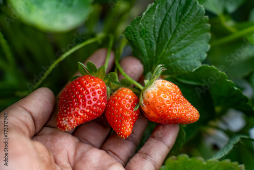 Organic strawberries thrive, nurtured by nature’s touch. Witness the harmonious blend of traditional farming and modern sustainability, yielding the sweetest fruits of labor