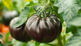 Natural black tomato grows in farm garden greenhouse, close-up
