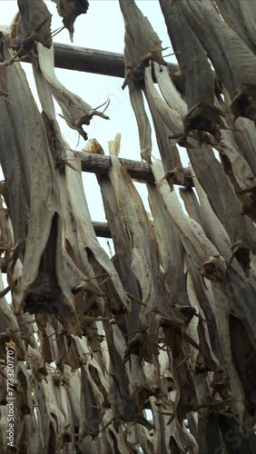 Cod bodies drying on a wooden rack outside, in the preparation of stockfish a traditional method of preserving fish, Fish industry, Lofoten archipelago islands, Nordland county, Norway. photo