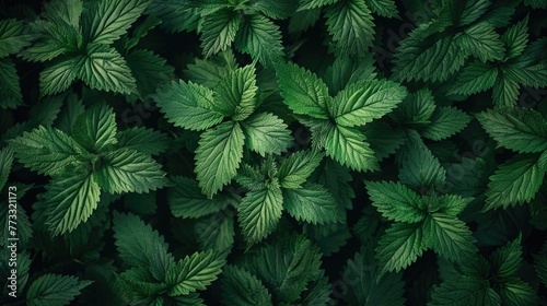 stinging nettle leaves as background. Beautiful texture of nettle. Top view. Copy space. Can use as banner photo