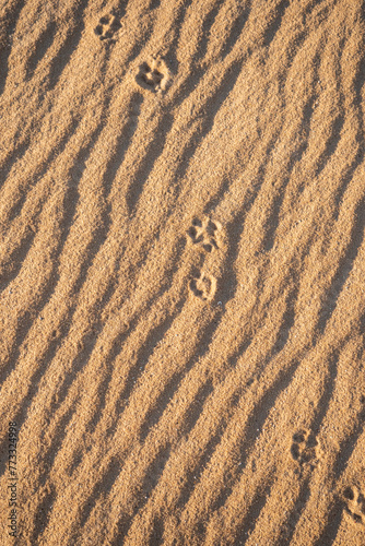 Sand desert in Siwa Oasis, Egypt