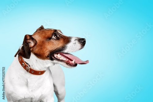 National Happy Pet day, cute smart dog © BillionPhotos.com