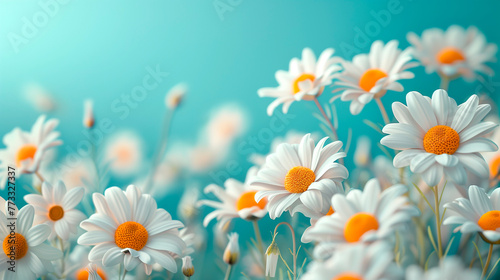 Summer chamomile daisy flowers banner background