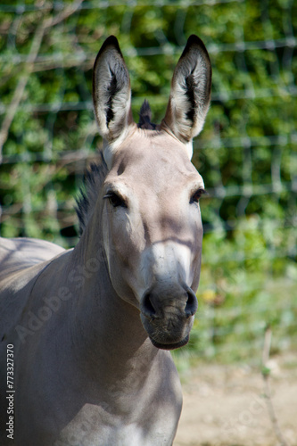 face of a wild donkey in the zoo of basel