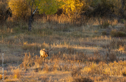 Fototapeta Naklejka Na Ścianę i Meble -  Bull Elk During the rut in Autumn in Wyoming