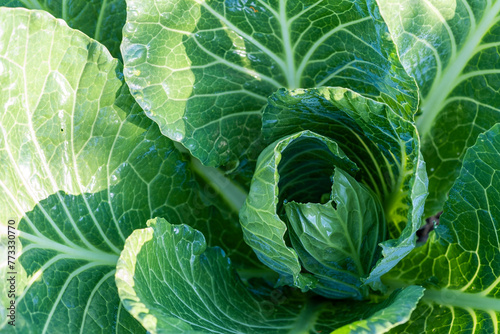 Young cabbage plant in the garden. photo