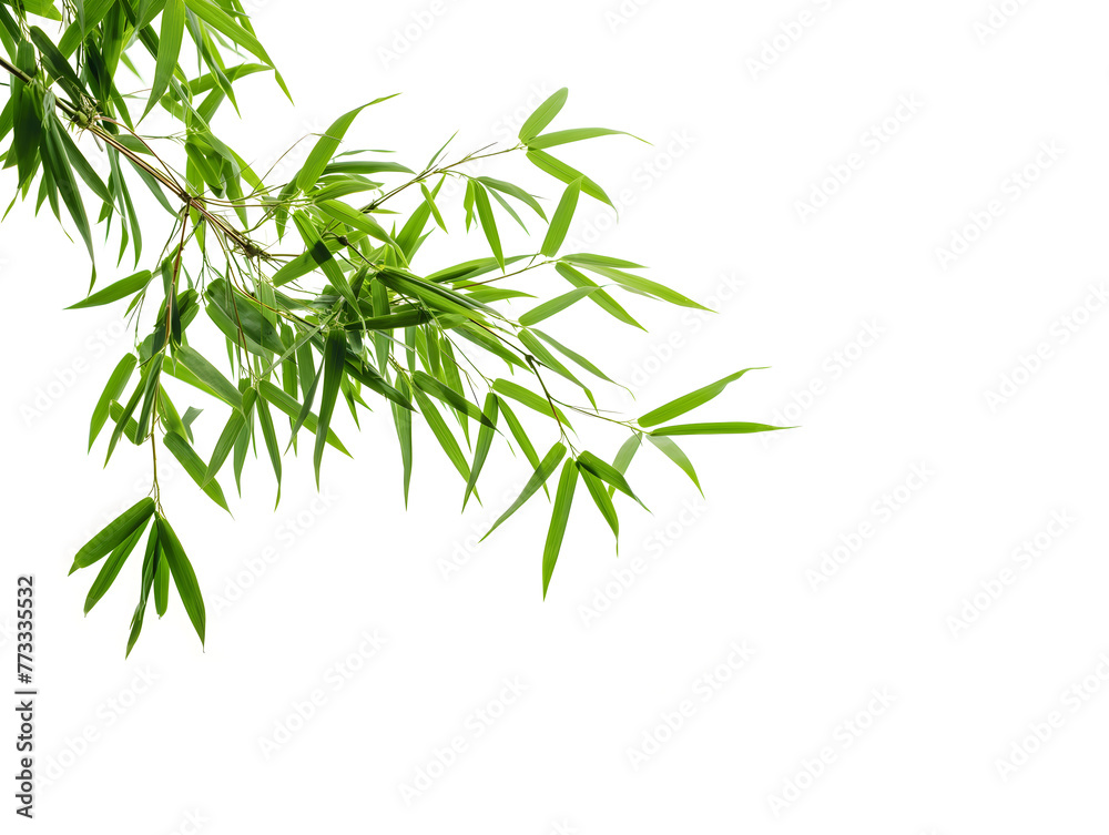 Serene Green Bamboo Leaves on a Pristine White Background Serene Green Bamboo Leaves on a Pristine White Background