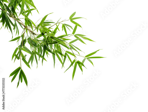 Serene Green Bamboo Leaves on a Pristine White Background