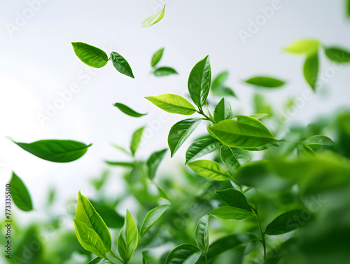 Fresh Green Leaves Tossed in the Air with Vibrant Nature Background