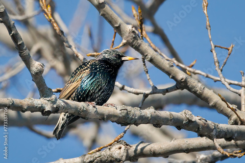 Colourful European Starling perched on a tree on an early spring morning