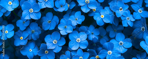 Floral background with forget-me-not flowers. Banner with small blue flowers close up. Top view.