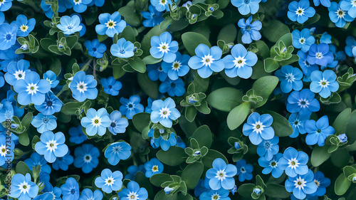Background of blue delicate flowers with green leaves, blooming forget-me-nots. View from above.