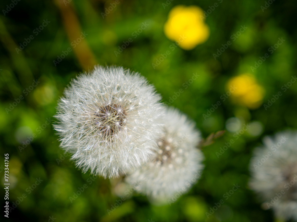 Reifer Löwenzahn auf einer Blumenwiese