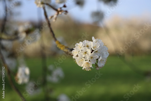 Spring apple tree white blossom 