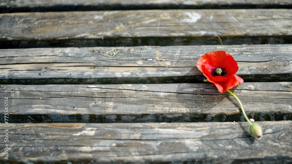 A red-colored poppy on the wooden seat - obrazy, fototapety, plakaty 
