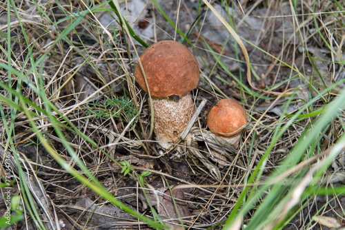 Boletus edulis mushroom growing in the grass in autumn in summer