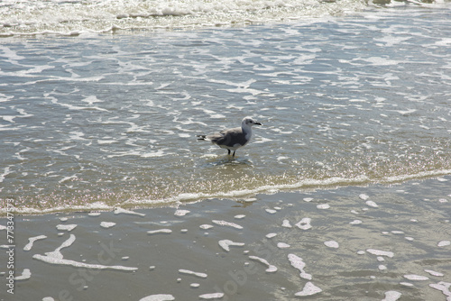 seagull walking in ocean