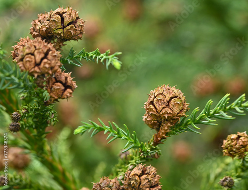 Beautiful close-up of the cone of cryptomeria japonica photo