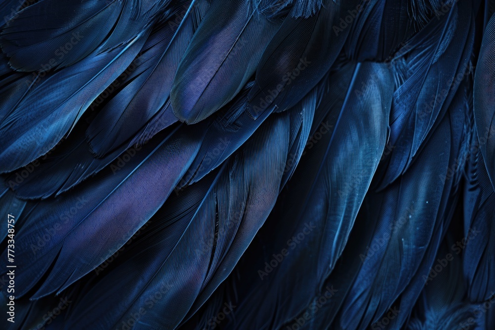 Blue feather and black texture wallpaper with love theme. Blue feather and black texture wallpaper with love theme.
