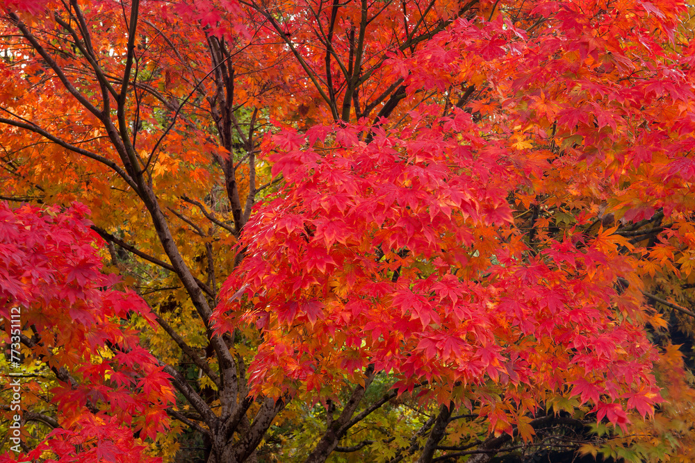 Vibrant fall colors of Japanese maples in autumn
