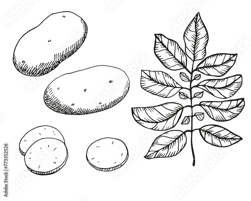 Potato plant ink sketch hand drawn fruit, leaf, potato slice. Vector illustration on isolated background. Drawing sweet fresh engraved vegetable, design element for food ingredient, agriculture
