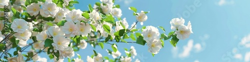A sunny day  White beautiful flowers with a clear blue sky background.