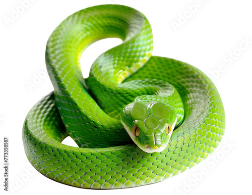 Green poisonous snake with yellow eyes curled up in a ball isolated on transparent or white background. Large-eyed Pit Viper or Trimeresurus macrops coiling