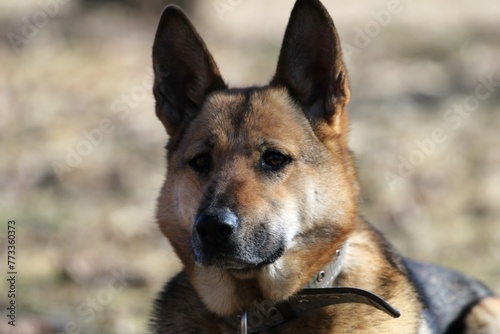 a close-up of a dog with a watchful gaze and pricked ears © Girts