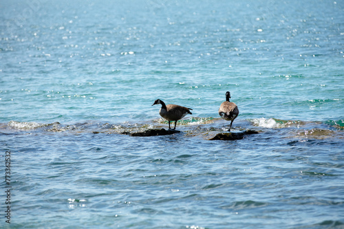 Coastal Perch  Geese on Shoreline Rocks