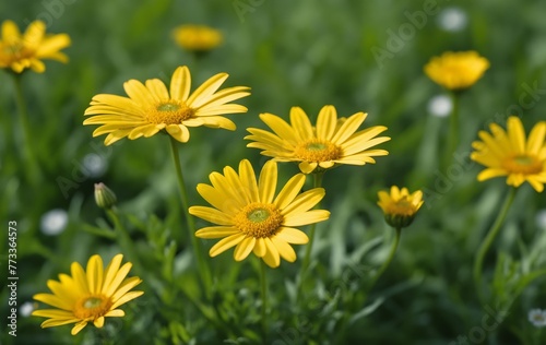 Yellow daisies in the garden. Shallow depth of field.