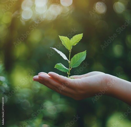 A hand holding a grew branch covered with green leaves with sunlight on green nature background