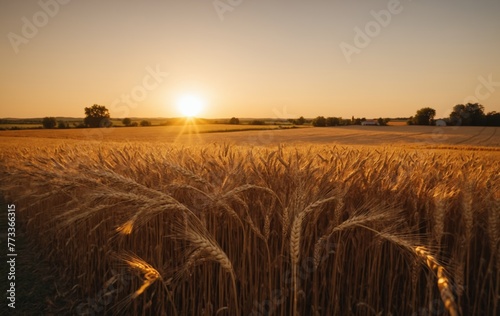 Wheat field at sunset. Ears of golden wheat close up. Rich harvest Concept.