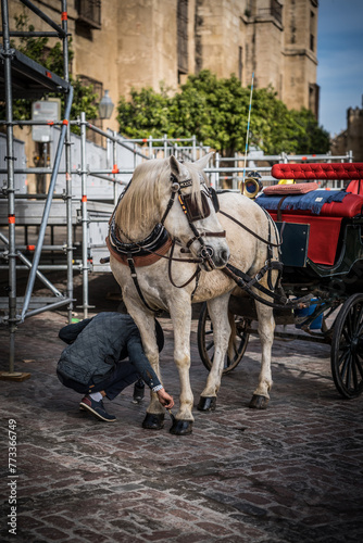 horse and carriage