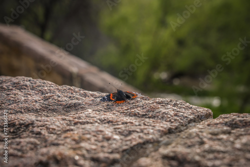 ladybird on a stone