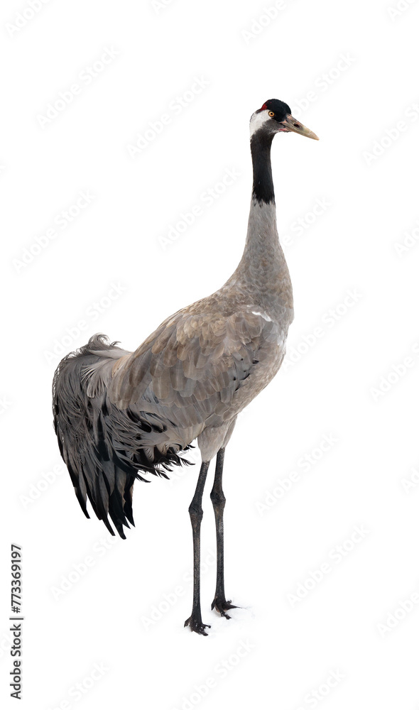 Fototapeta premium Gray crane ( Grus grus ) large bird on snow on a white background